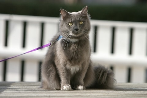 Promener Votre Chat Pourquoi Et Comment Pawshake Blog Promener Votre Chat Pourquoi Et Comment Pawshake Blog