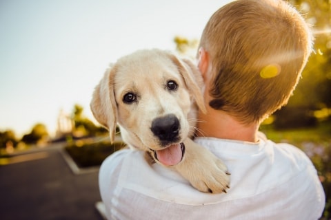 labrador puppy with the pet sitter