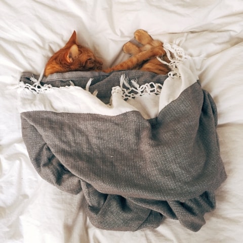 Besser ich denke Katze plötzlichen Gewichtsverlust Besser ich denke Katze plötzlichen Gewichtsverlust