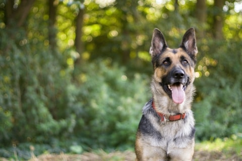 German Shepherd dog