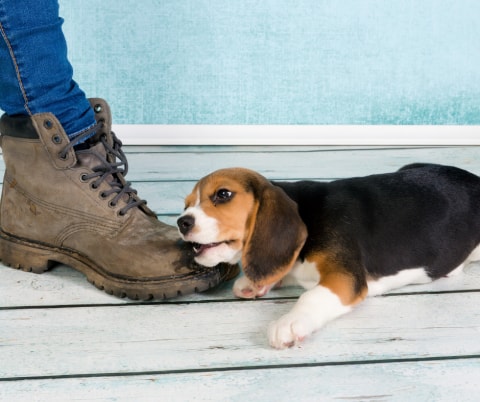 Puppy Biting How To Stop It Pawshake Blog