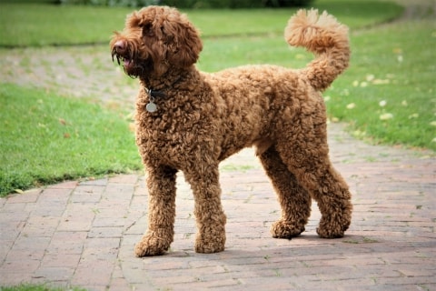 pics Australian Cobberdog Italia labradoodle dog breed information