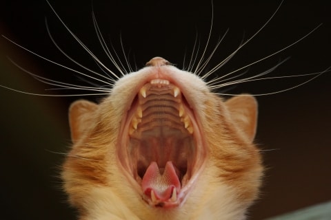 cat yawning