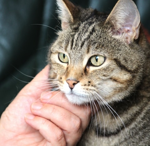 Katzenkinder Zu Früh Von Der Mutter Zu Trennen Kann