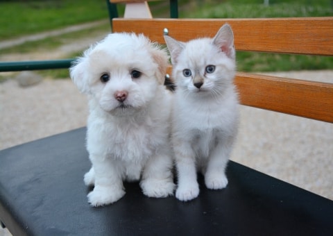 puppy and kitten are best friends