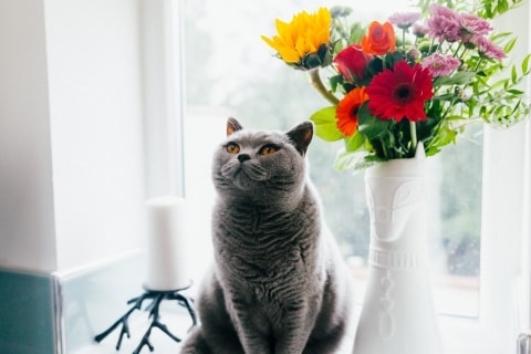 Quelles Fleurs Sont Toxiques Pour Les Chiens Et Les Chats Pawshake Blog