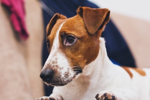 Jack Russell with tan and white markings