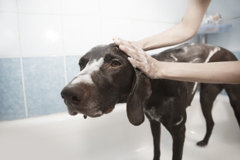 dog taking a bath with shampoo