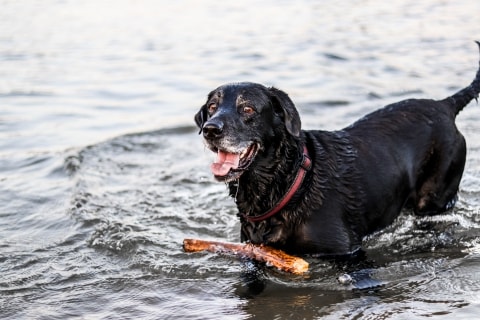 Black labrador fetching a stick in the water