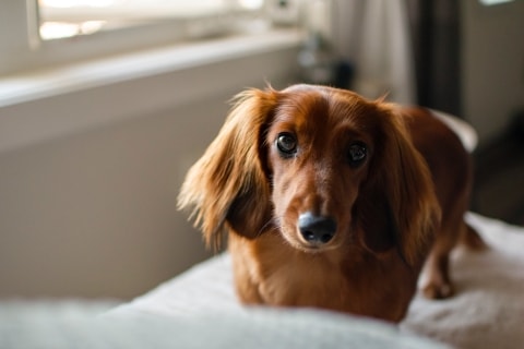 Dachshund