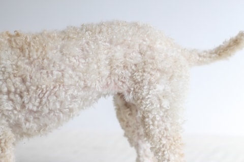 Dog with white fur