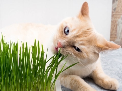 Pourquoi Les Chats Vomissent Pawshake Blog Pourquoi Les Chats Vomissent Pawshake Blog