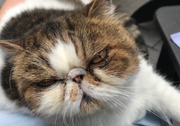 Portrait of Shortie, the cat