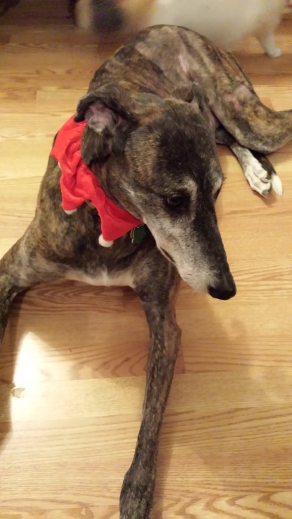 Greyhound Cross Irish Wolfound Hemi, Dog of pet parent Trena Pawshake