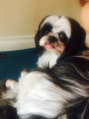 cat sitter etobicoke