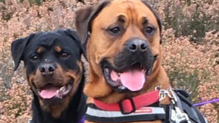 run free dog walking service dog walking and pet sitting pawshake free dog sitter