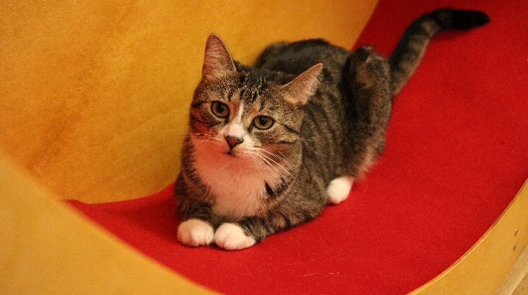 Lara Tiersitter In Graz