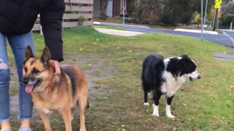 Chloe Pet Sitter In Travancore Vic Pawshake Com Au