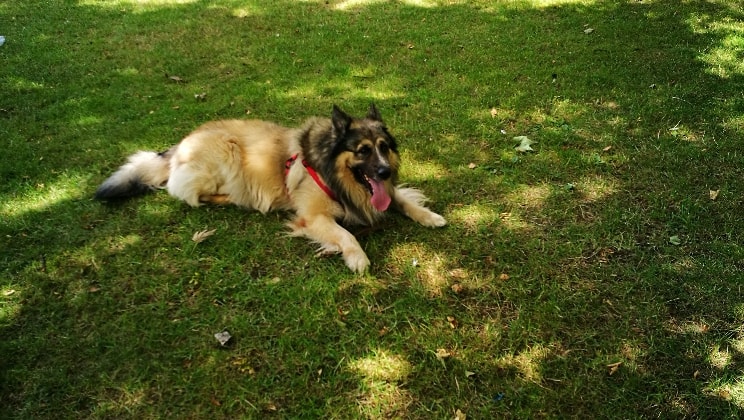 every dog dream service home dog boarding and doggy day care