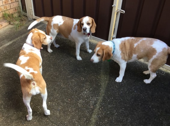 mature pet minder your pet s 2nd best friend pet boarding doggy