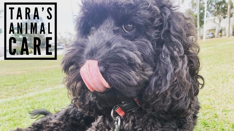 Tara in Brisbane back image