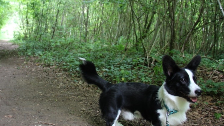 Hugo à Dudelange back image