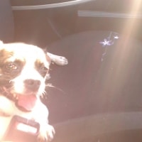 Lexi Lexi