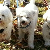 Tbone, Wollie, Marci Tbone, Wollie, Marci