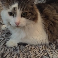 Evie Evie