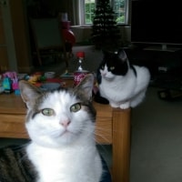 Tiger, Lily Tiger, Lily