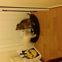 Teddy, Coco Teddy, Coco