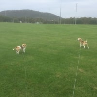 Oscar, Penny Oscar, Penny