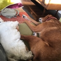 Tallulah Daisy Minu Hugo And Bugsy Tallulah Daisy Minu Hugo And Bugsy