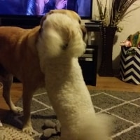 Zeus, Toby Zeus, Toby