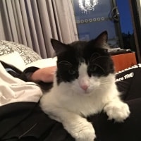 Jack Jack