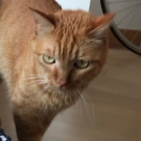 Birba Birba