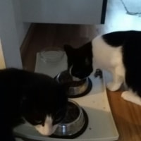 Sulo, Maija Sulo, Maija