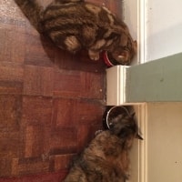Gizmo, Clarissa Gizmo, Clarissa