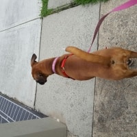 Roxy Roxy