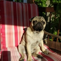 Barnabé Barnabé