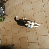 Nala Nala