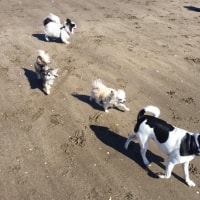 Huxley, Penny, Husky Zheng Huxley, Penny, Husky Zheng