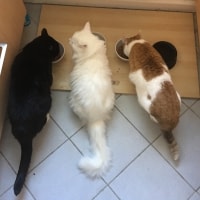 Sammy, Felix, Picasso Sammy, Felix, Picasso