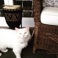 Sophie Sophie