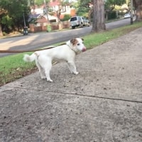 Toby Toby