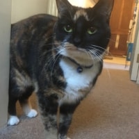 Selina Selina