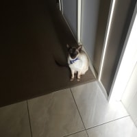 Dexter Dexter