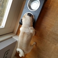 Bertje Bertje
