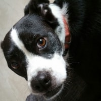 Lexi Lexi