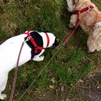 Rosie, Darcy Rosie, Darcy